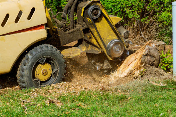 Best Fruit Tree Pruning  in Manchester, GA