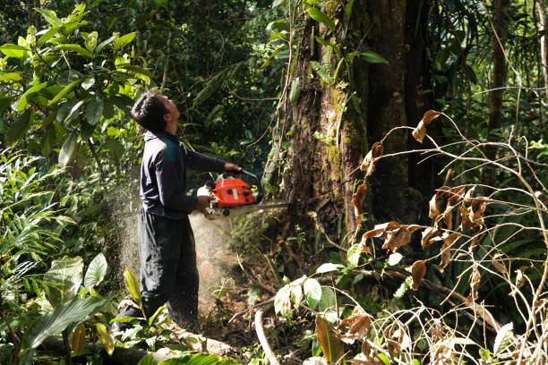 Manchester, GA Tree Care Services Company