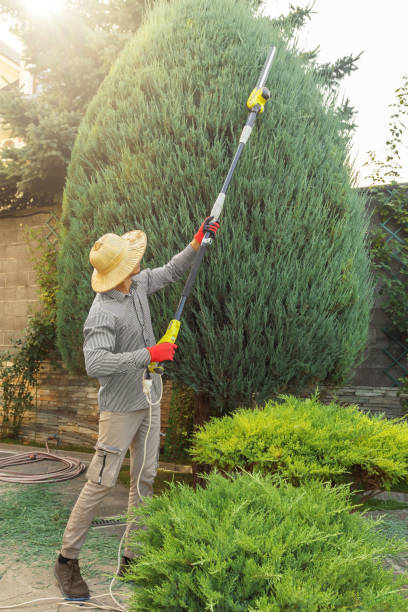 Best Stump Grinding and Removal  in Manchester, GA